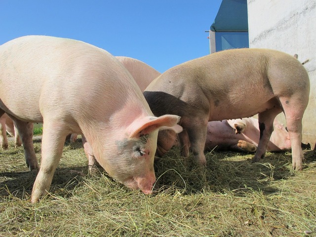 pigs 214350 1280